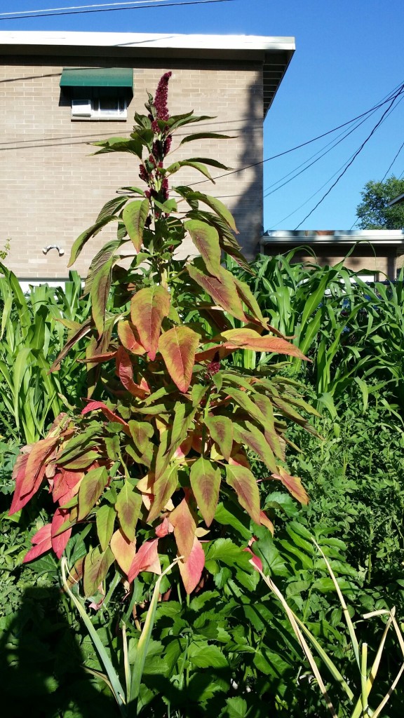 amaranth-plant